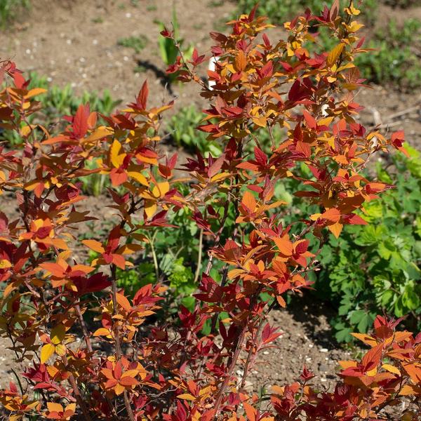 Spiraea Japonica Double Play® Candy Corn®