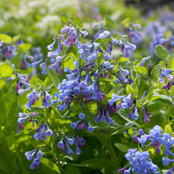Mertensia Virginica