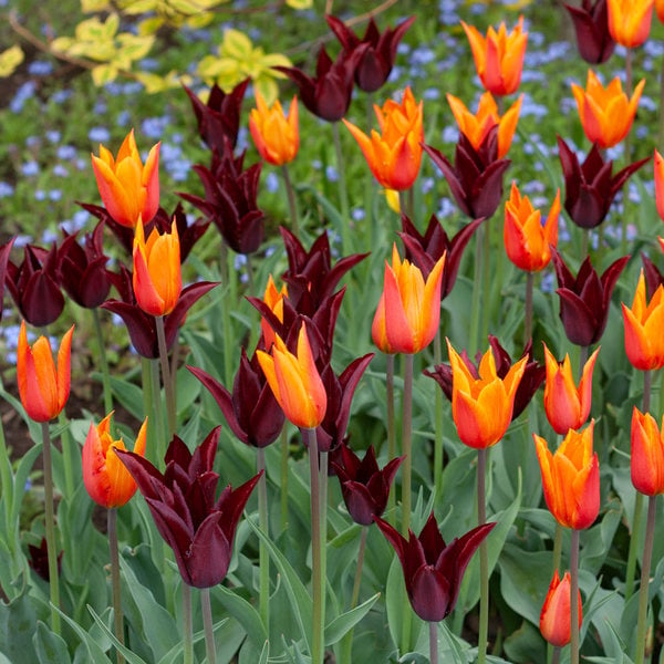 Tulip 'Sarah Raven'