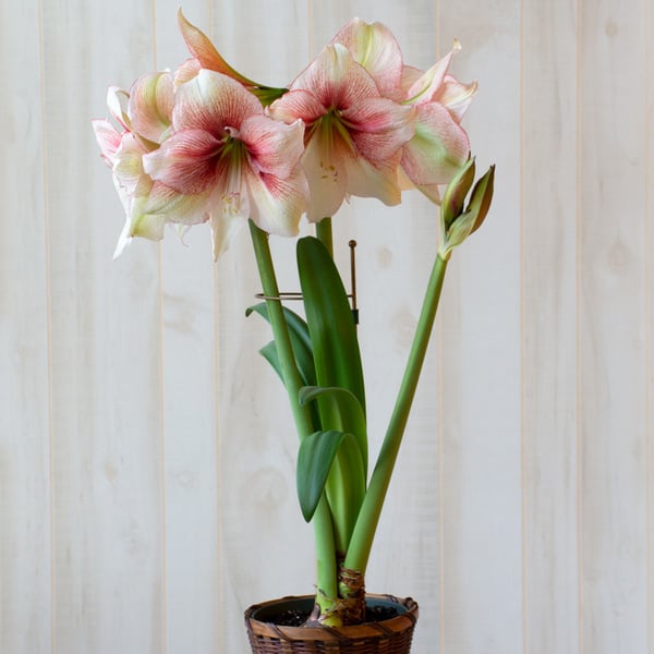 Antique Gold Amaryllis Stake
