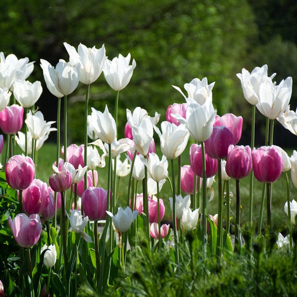 Tulip 'White Triumphator'