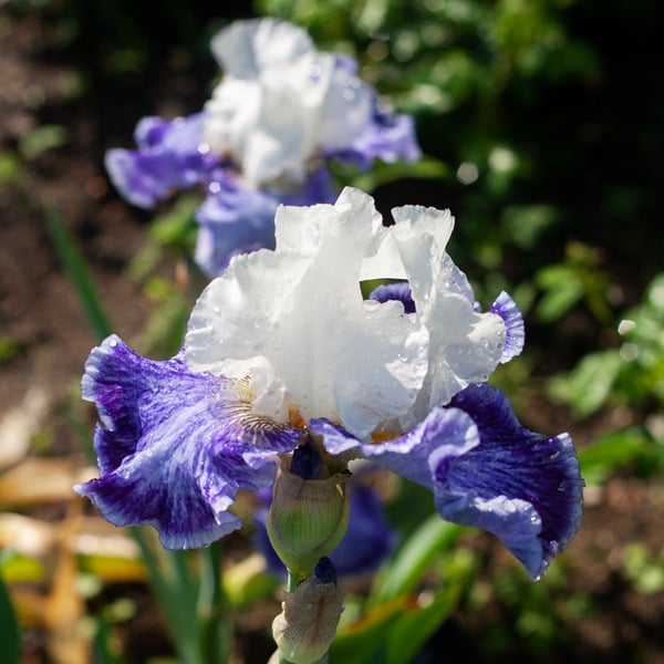 Iris Germanica 'Tillamook Bay' - Reblooming