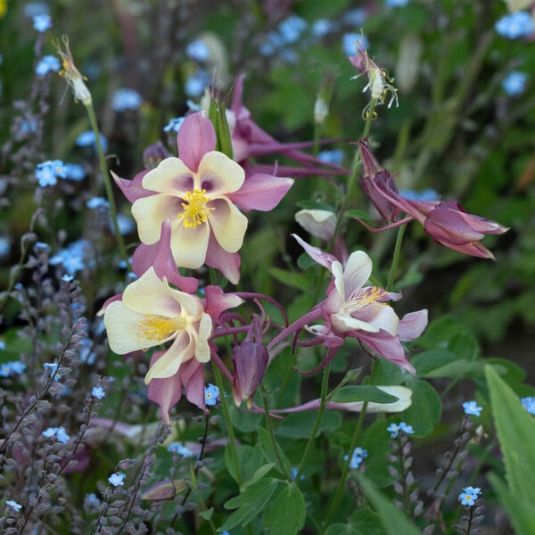 Aquilegia 'Swan Pink And Yellow'