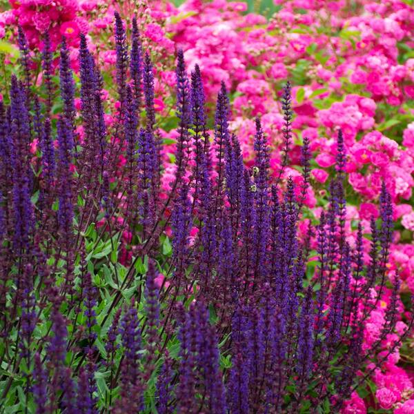 Salvia Nemorosa 'Caradonna'