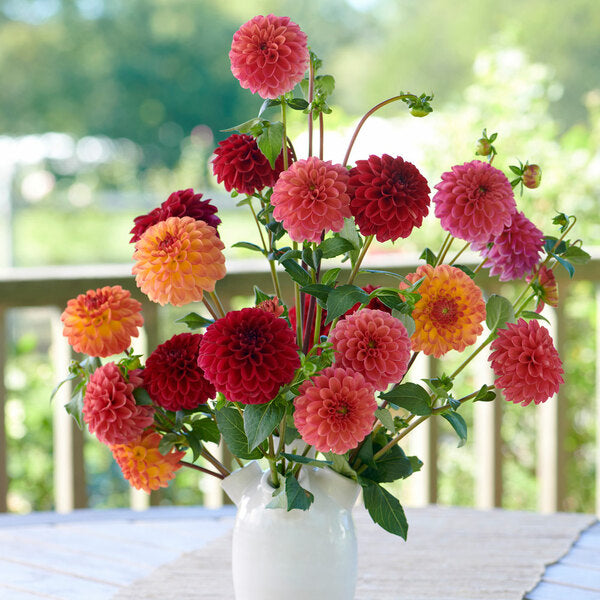 Planter's Punch Dahlia Trio