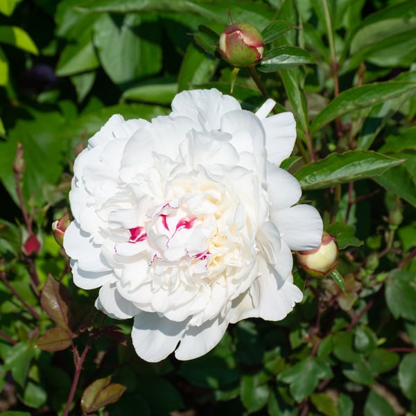 Fragrant White Peony Collection