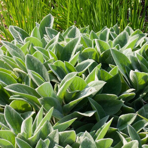 Stachys Byzantina 'Big Ears'