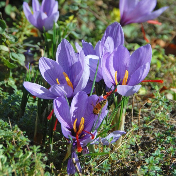 Crocus Sativus: Saffron Crocus