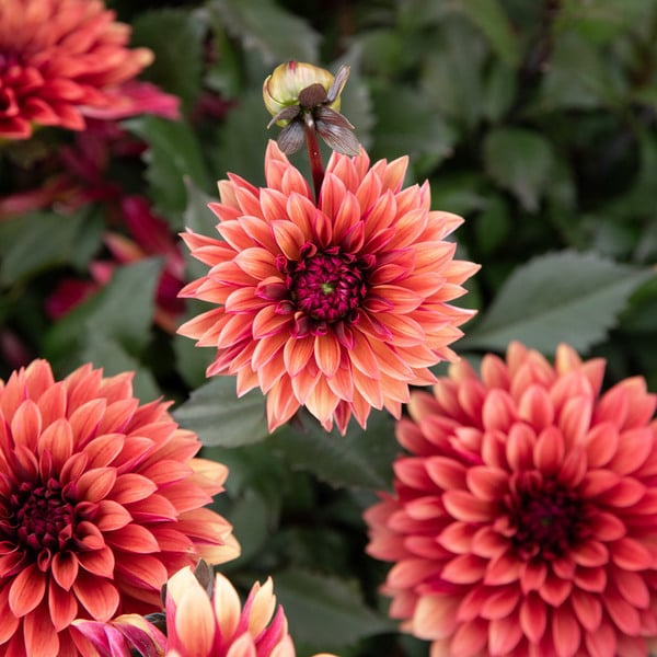 Dahlia 'Danique'