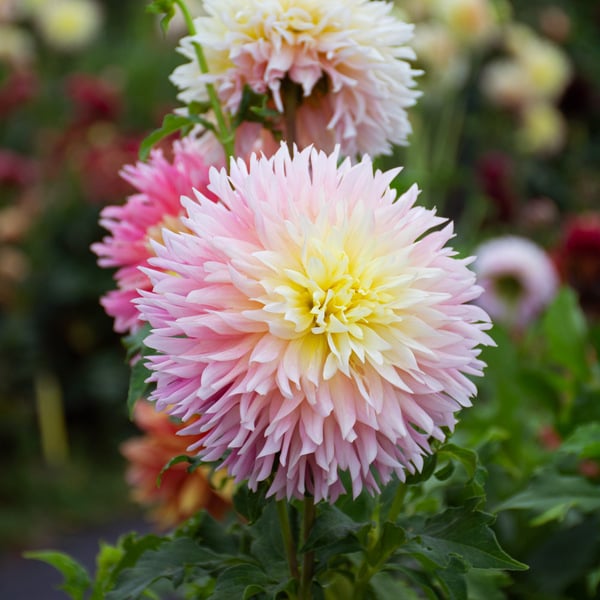 Dahlia 'Just Married'