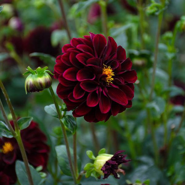 Dahlia 'La Recoleta'