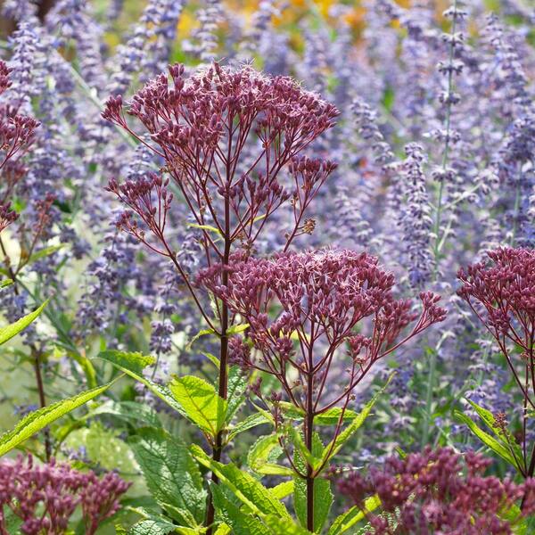 Eupatorium Purpureum Euphoria™ Ruby