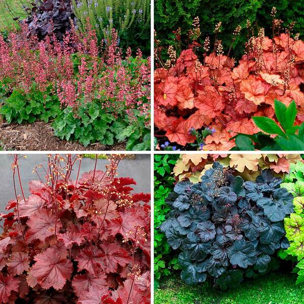 Four Of A Kind Heuchera