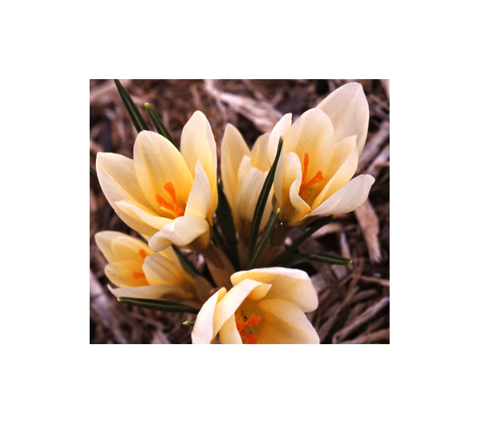 Farewell To Winter Crocus Mix