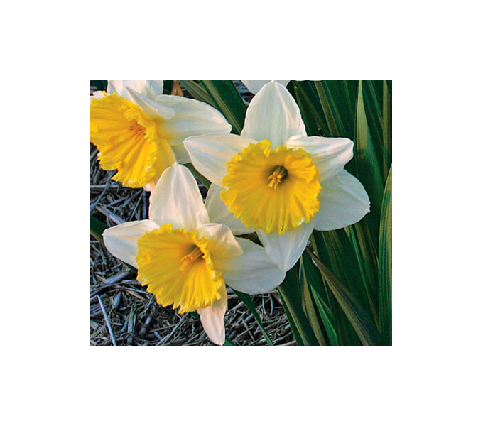 White Welcome Narcissus Mix