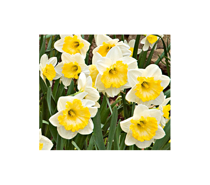 Weatherproof Large-Cupped Daffodil Mix