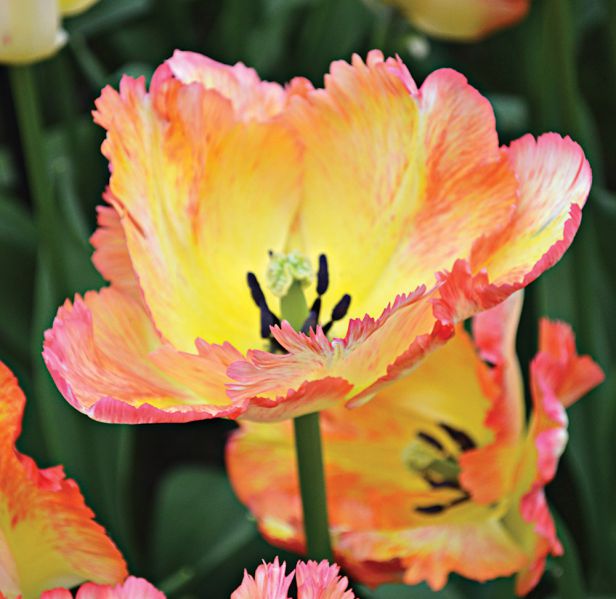 Tulip 'Caribbean Parrot'