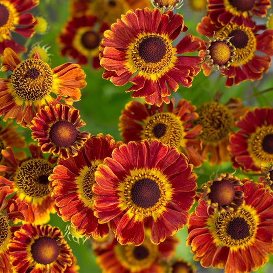  Helenium Autumnale Mariachi™ 'Fuego'