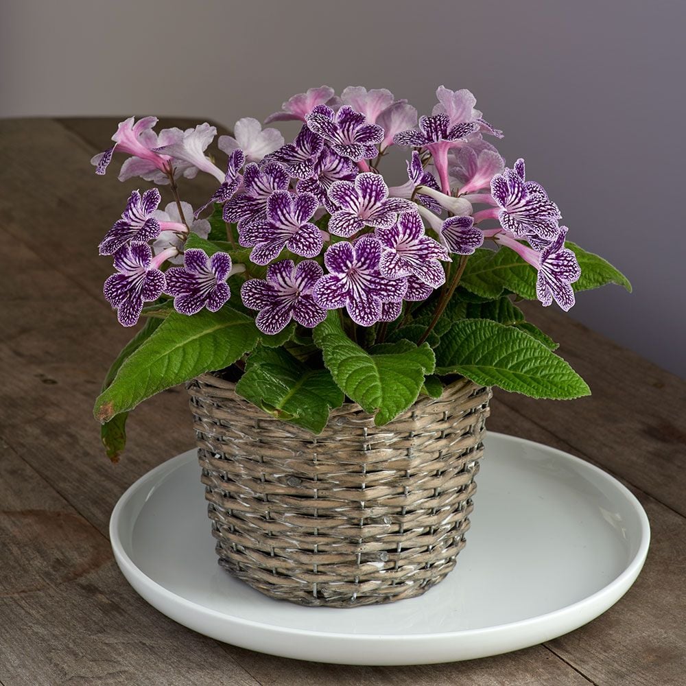  Cape Primrose 'Grape Ice' In Basket