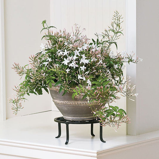  Jasmine In Barnsley Bowl