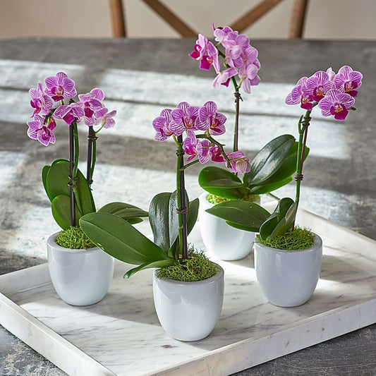  Mini Orchid Quartet In 3" White Ceramic Cachepots