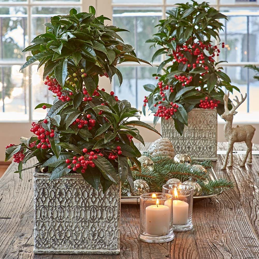  One Coralberry In Ceramic Cachepot