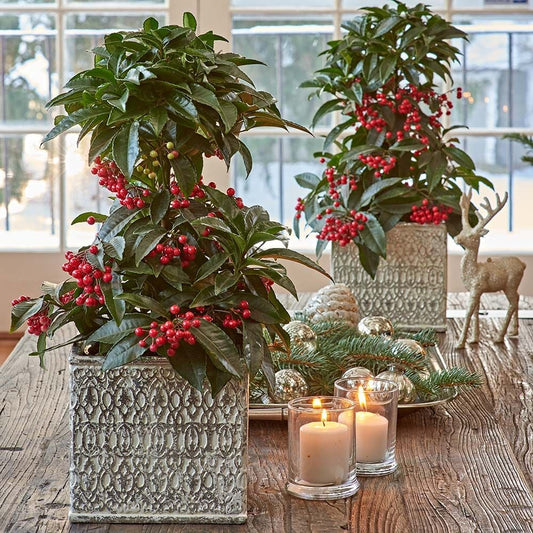  One Coralberry In Ceramic Cachepot