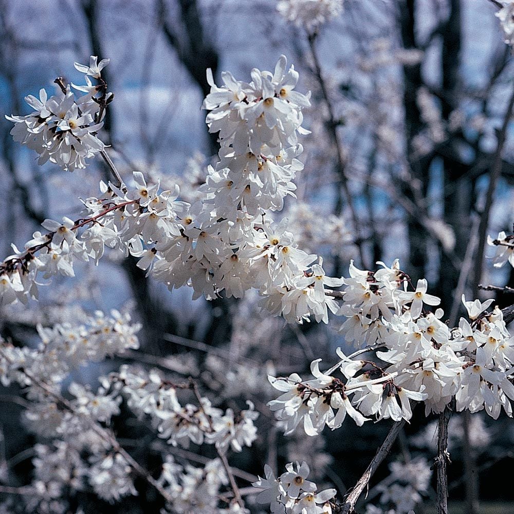 Abeliophyllum Distichum