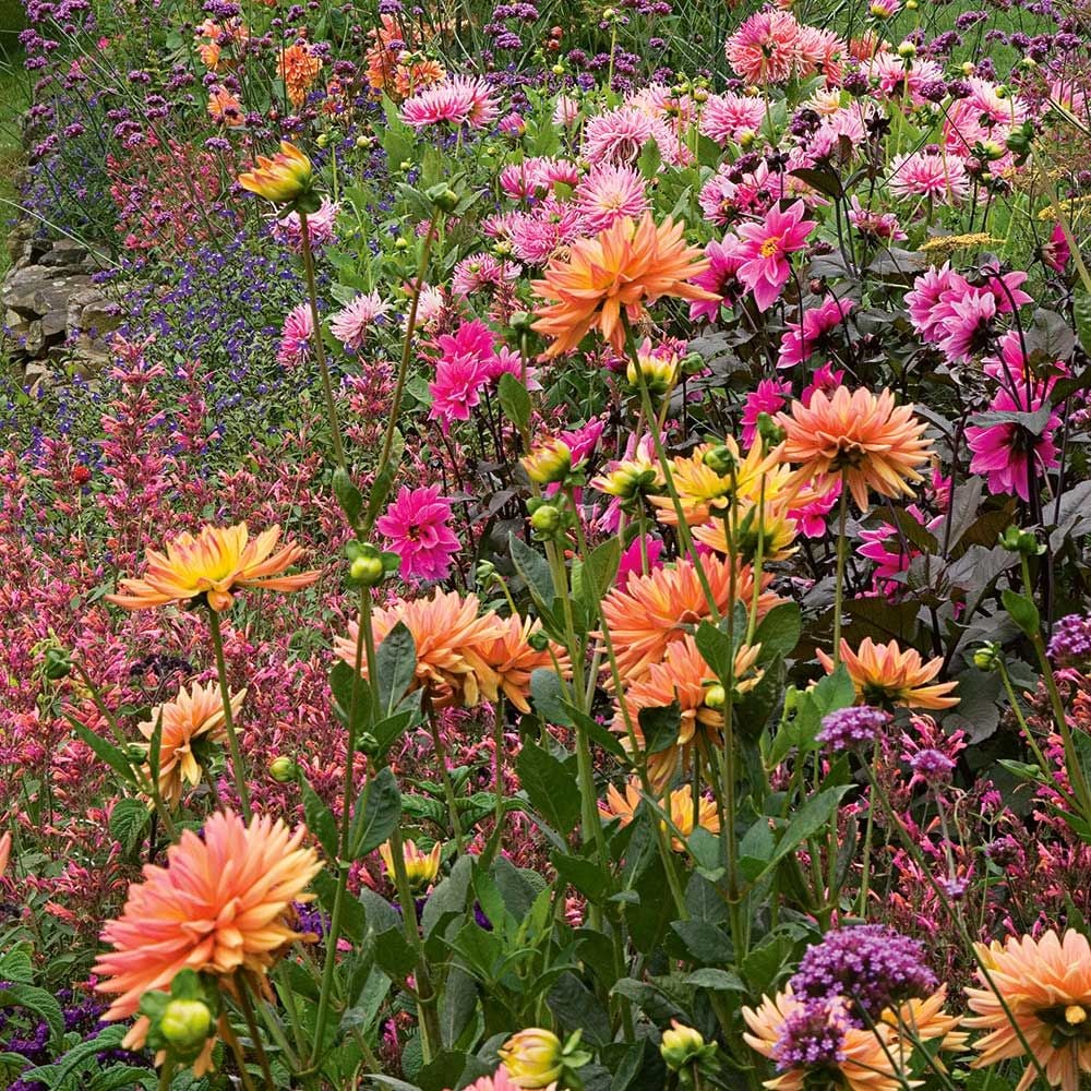  Last Hurrah Collection Of Dahlias - 5 Tubers