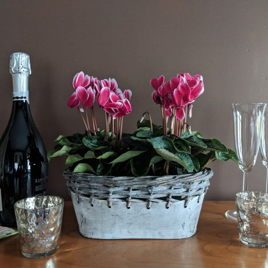  Cyclamen Fantasia® Deep Magenta, 2 Pots In Gray Metal Basket