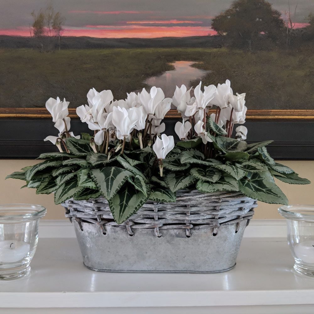  Cyclamen Silverleaf Pure White, 2 Pots In Gray Metal Basket