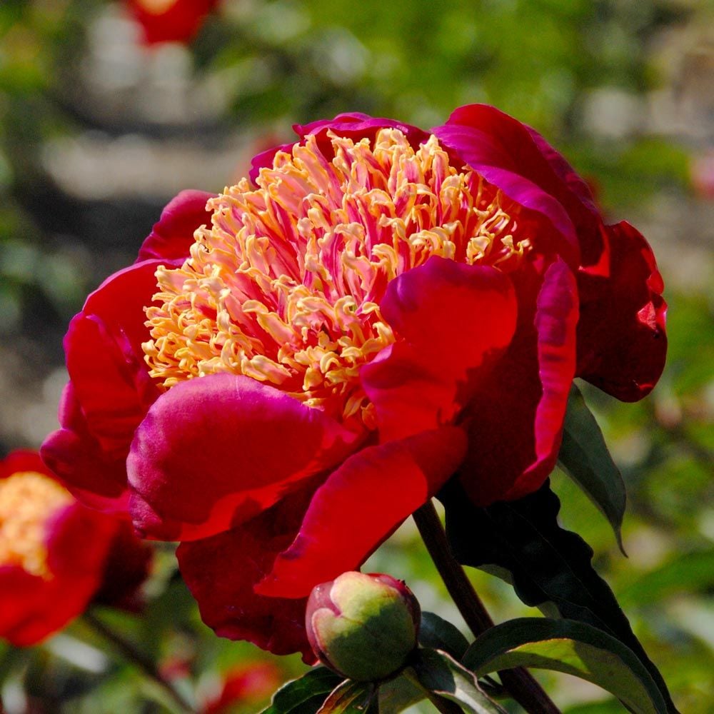  Peony 'Sword Dance'