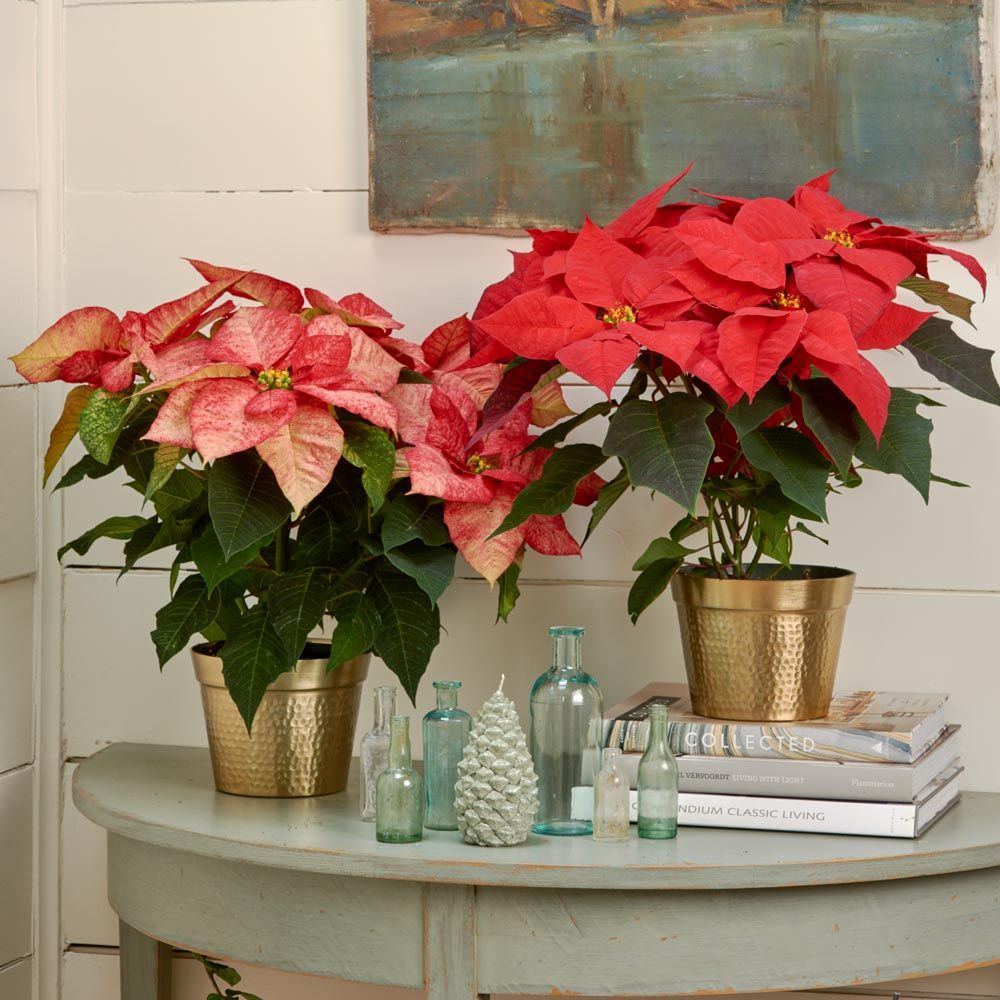  Festive Poinsettia Duo In Gold-toned Ceramic Cachepots
