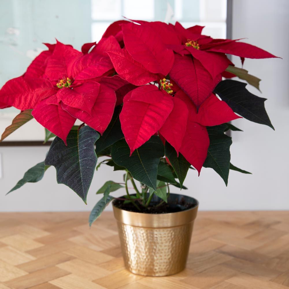  Poinsettia Christmas Wish™ In Gold-toned Ceramic Cachepot