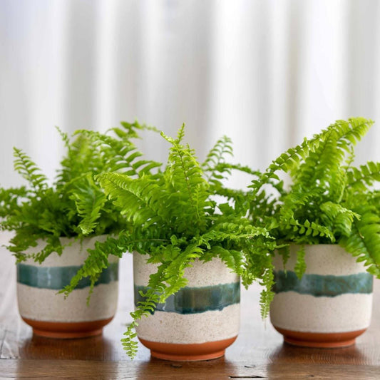  Boston Fern Trio In Sanya Bay Cachepots