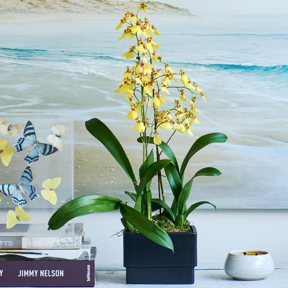  Sweet Sugar Oncidium Orchid In Ceramic Cachepot