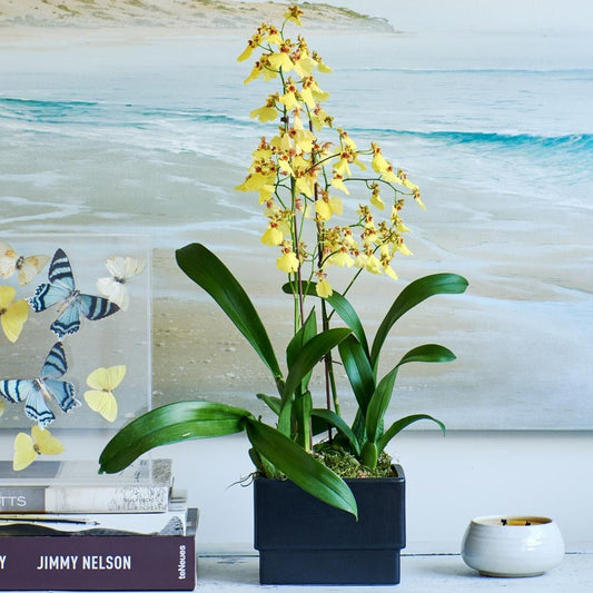  Sweet Sugar Oncidium Orchid In Ceramic Cachepot