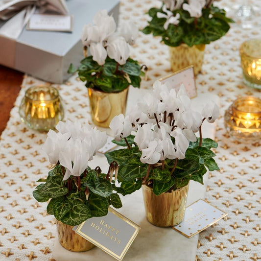  Mini White Cyclamen Quartet In Golden Glass Cachepots