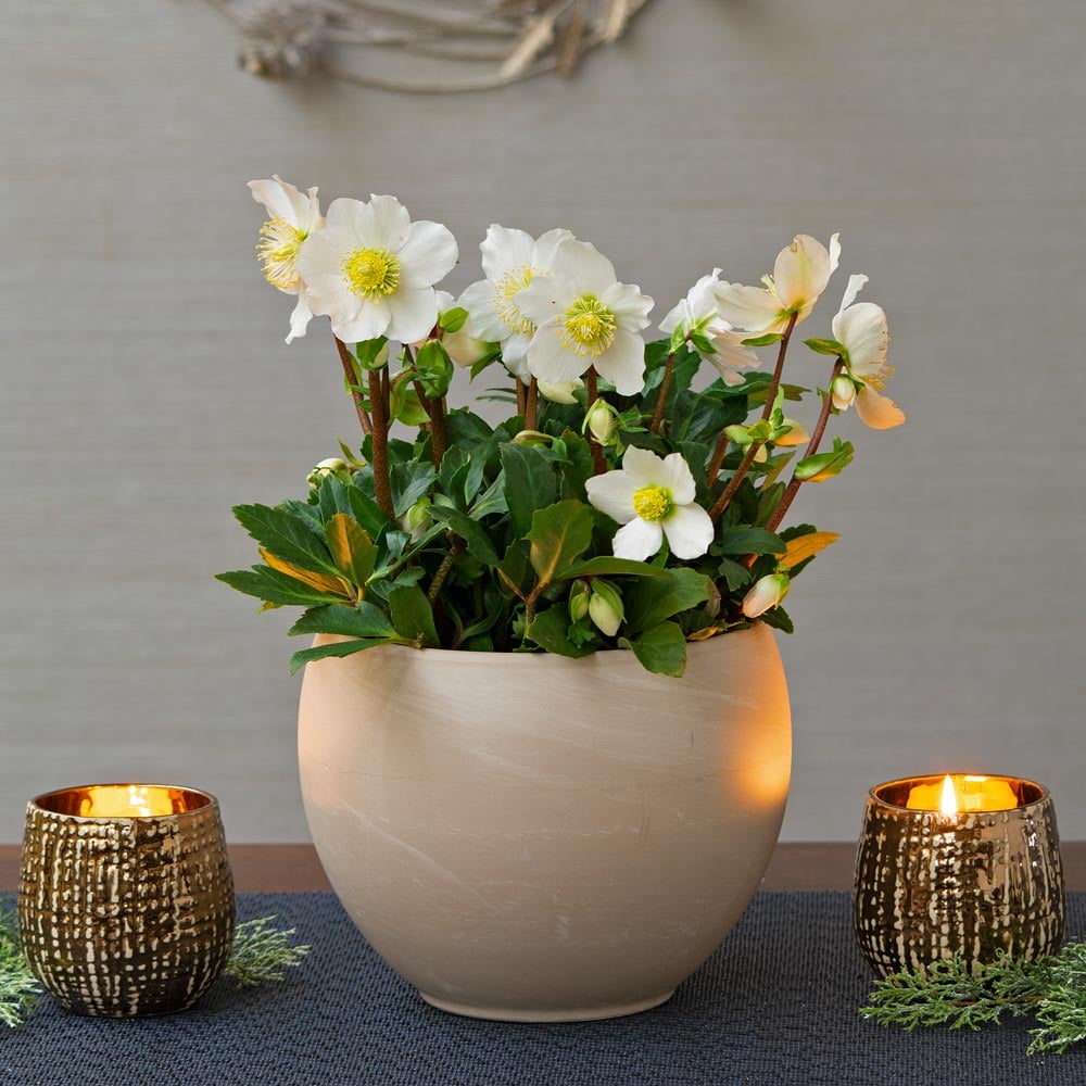  Christmas Rose In Cream Ceramic Cachepot