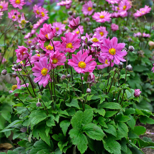  Anemone 'Curtain Call Deep Rose'