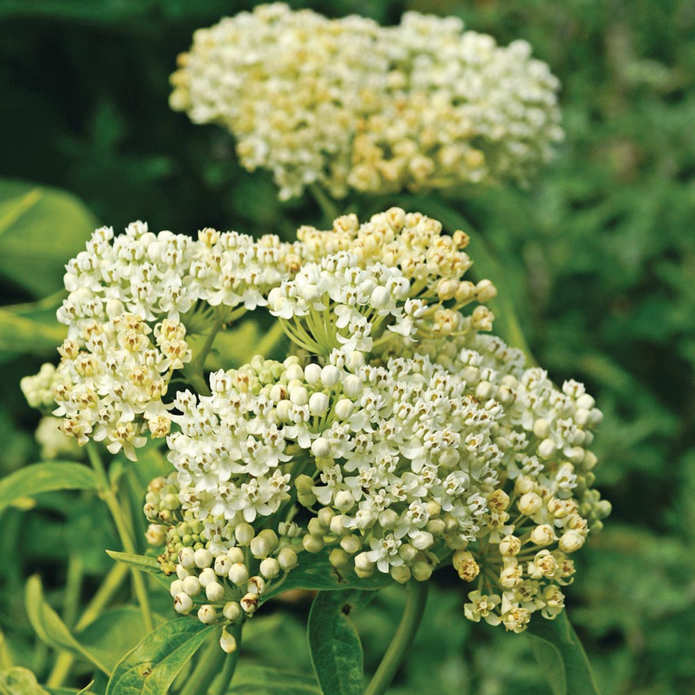  Asclepias Incarnata 'Ice Ballet'