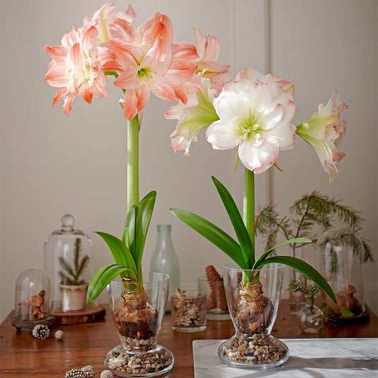  Amadeus Amaryllis Duo, Two Bulbs With Two Dutch Hurricane Vase Kits