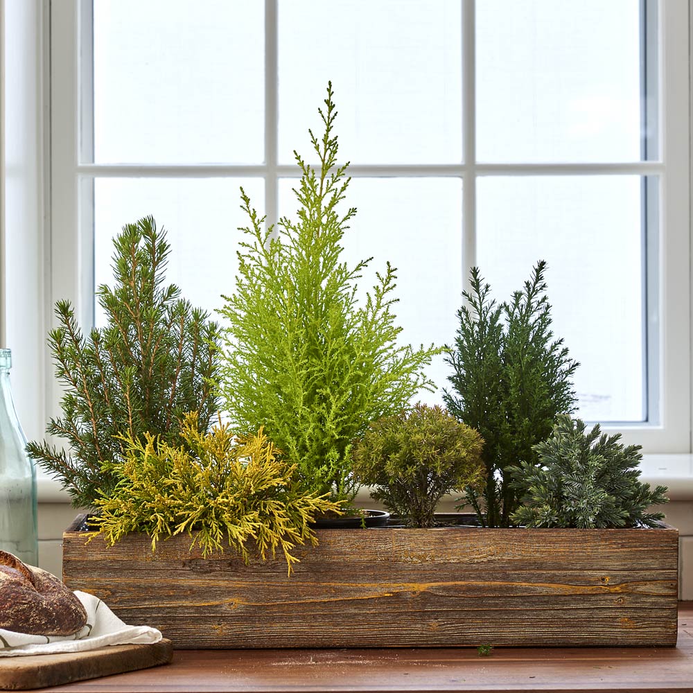 Indoor Evergreen Garden