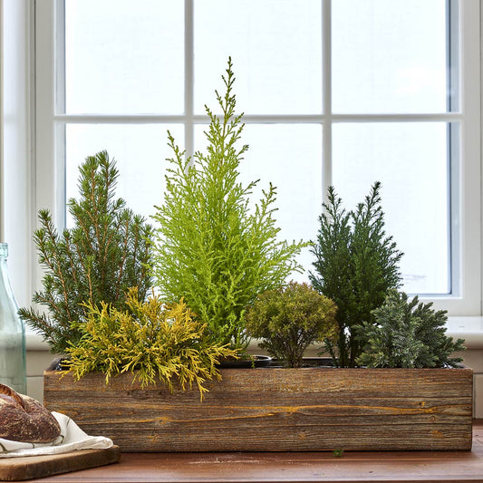  Indoor Evergreen Garden