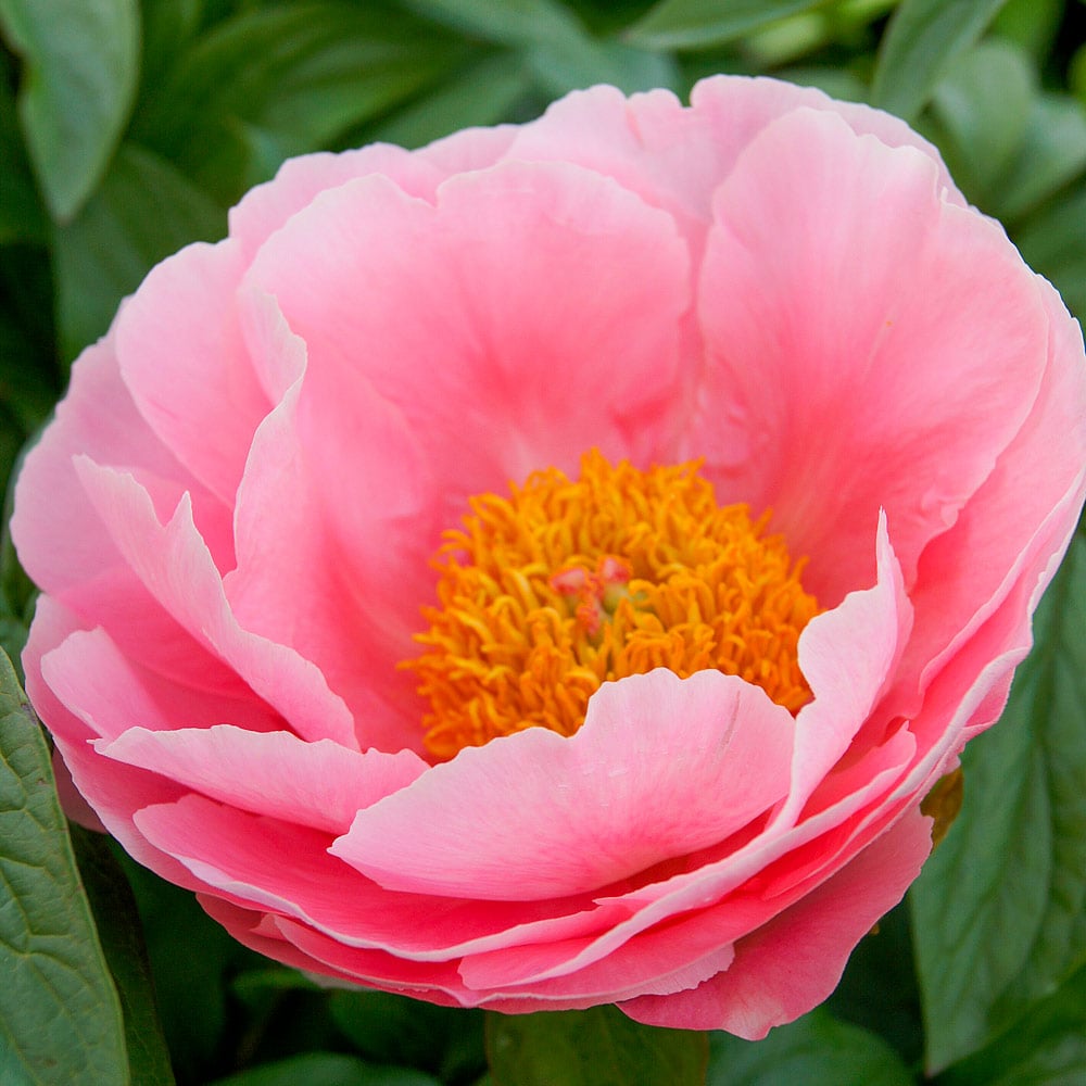  Peony 'Salmon Dream'