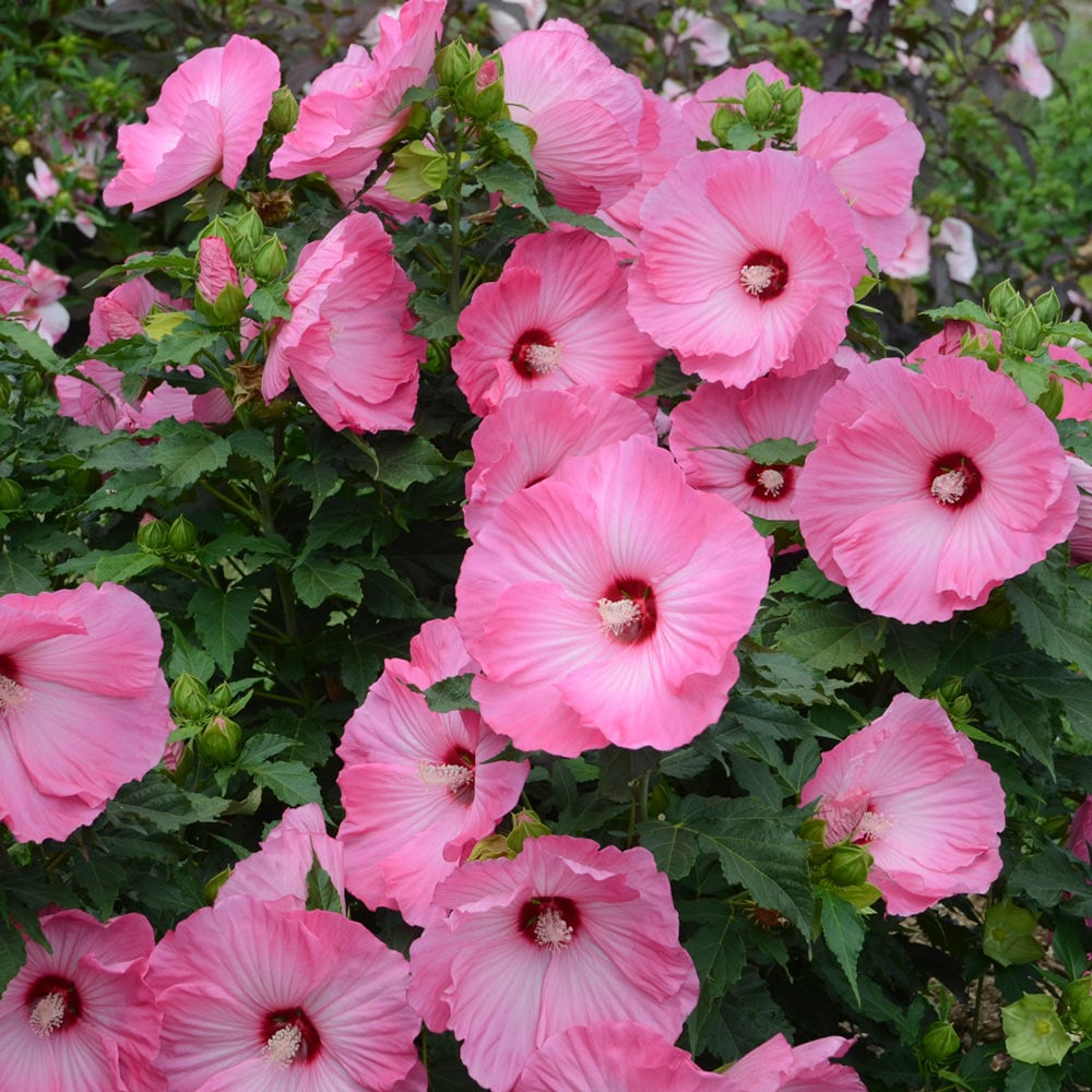  Hibiscus 'Airbrush Effect'