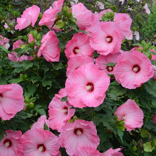  Hibiscus 'Airbrush Effect'