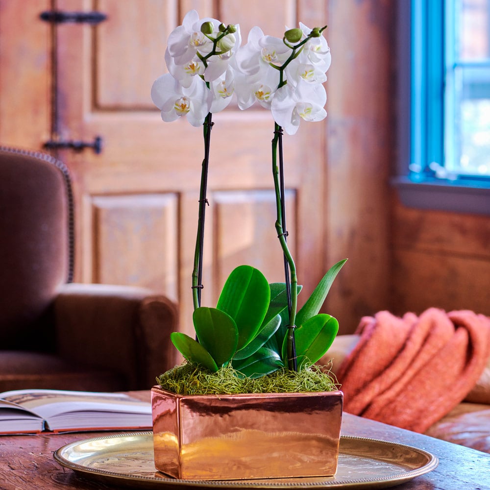  White Moth Orchid In Rectangular Cachepot