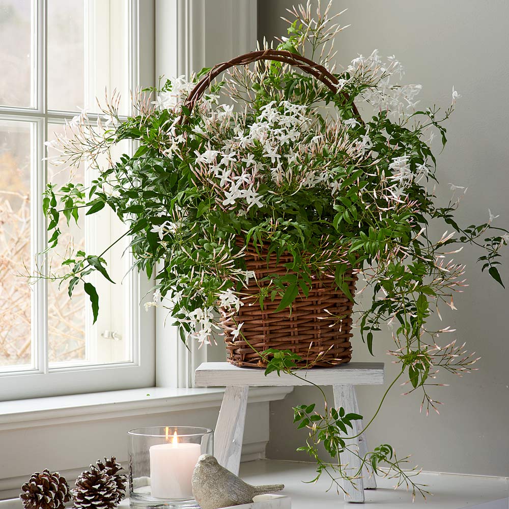  Jasmine In Grapevine Basket