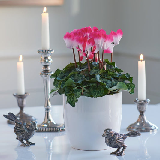  Cyclamen Indiaka® Salmon In White Ceramic Cachepot